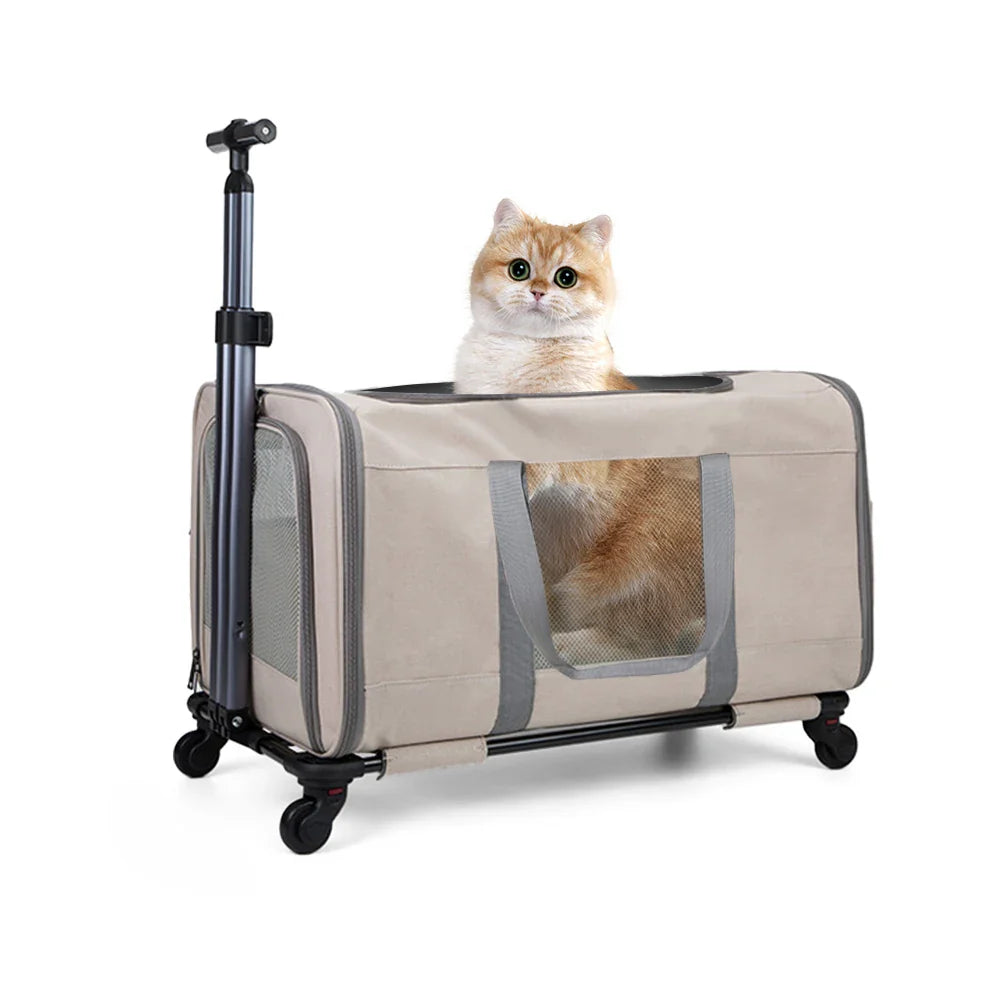 Cat Toys and Accessories
