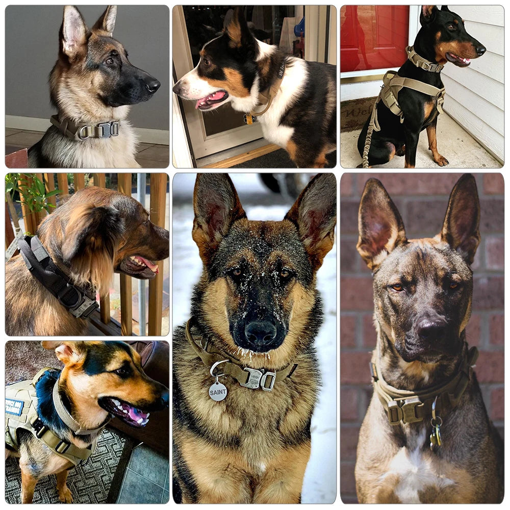 Dog Collar And Leash Set